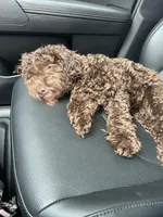 peanut, a male Poodle - Toy  for sale in Macon, GA – Photo 3 of 3