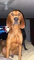 Boon , a male Bloodhound for sale in Macon, GA – 3 of 5