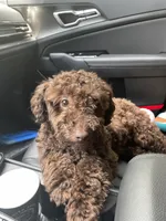 Peaunut, a male Poodle - Toy  for sale in Macon, GA – 4 of 4