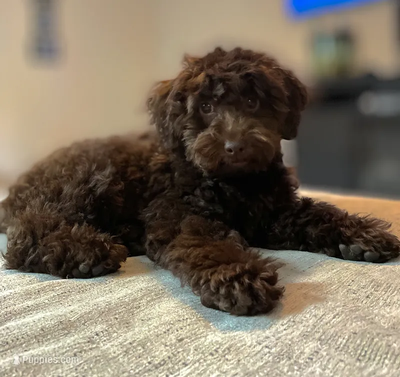 Peaunut – Poodle - Toy  puppy for sale in Macon, GA