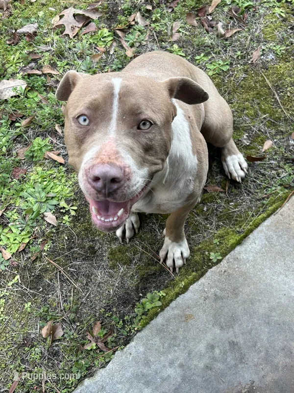 Tiny  – American Bully puppy for sale in Macon, GA