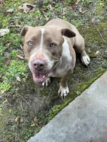 Tiny , a female American Bully for sale in Macon, GA – 1 of 1