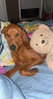 Boon , a male Bloodhound for sale in Macon, GA – 2 of 5