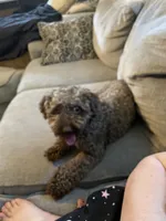 Peaunut, a male Poodle - Toy  for sale in Macon, GA – 1 of 4