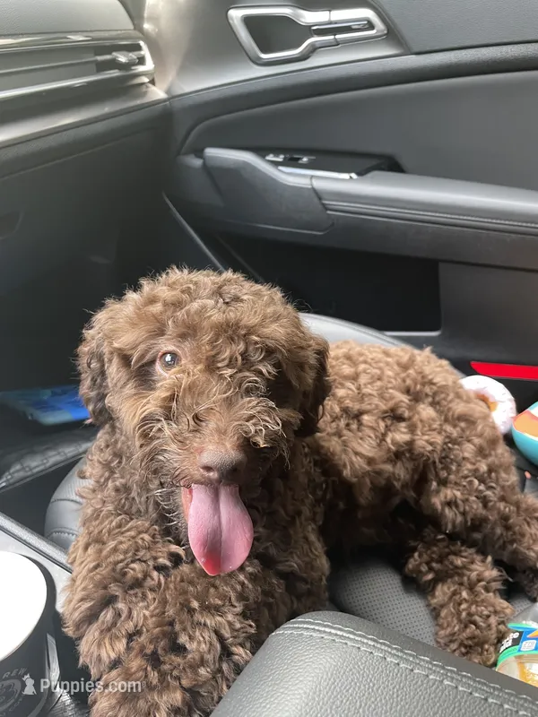 Peaunut – Poodle - Toy  puppy for sale in Macon, GA
