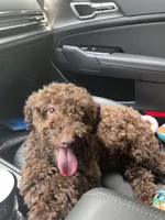 Peaunut, a male Poodle - Toy  for sale in Macon, GA – 3 of 4