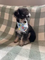 Butter , a female Poodle - Toy  for sale in Macon, GA – 2 of 3