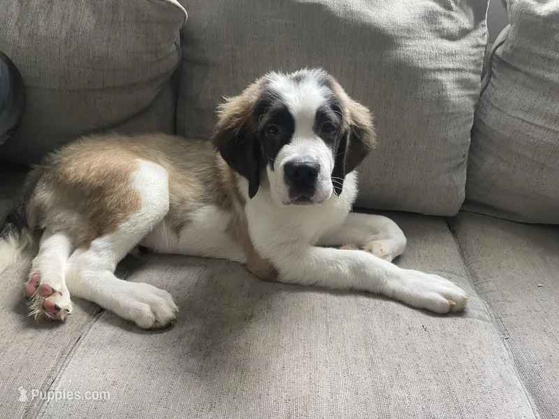 Charlie  – Saint Bernard puppy for sale in Macon, GA