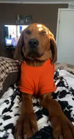 Boon , a male Bloodhound for sale in Macon, GA – 4 of 5
