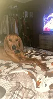 Boon , a male Bloodhound for sale in Macon, GA – 1 of 5