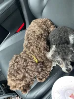 Peaunut, a male Poodle - Toy  for sale in Macon, GA – 2 of 4