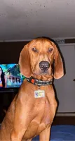 Boon , a male Bloodhound for sale in Macon, GA – 5 of 5