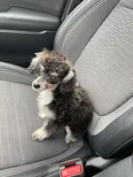 Butter , a female Poodle - Toy  for sale in Macon, GA – 1 of 3