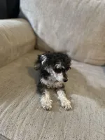 Butter , a female Poodle - Toy  for sale in Macon, GA – Photo 1 of 3