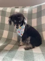 Butter , a female Poodle - Toy  for sale in Macon, GA – Photo 3 of 3