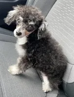 Butter , a female Poodle - Toy  for sale in Macon, GA – Photo 2 of 3