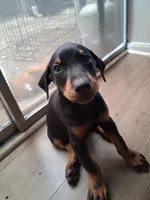 Sally, a female Doberman Pinscher for sale in Spring, TX – 1 of 2