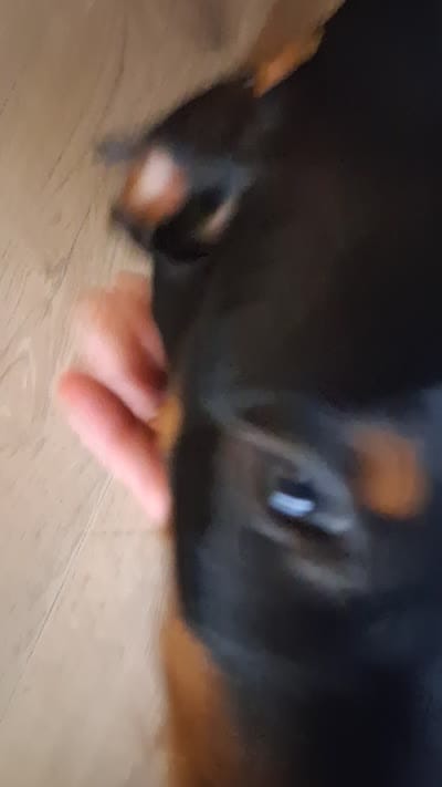 Sally, a female Doberman Pinscher for sale in Spring, TX – 2 of 2