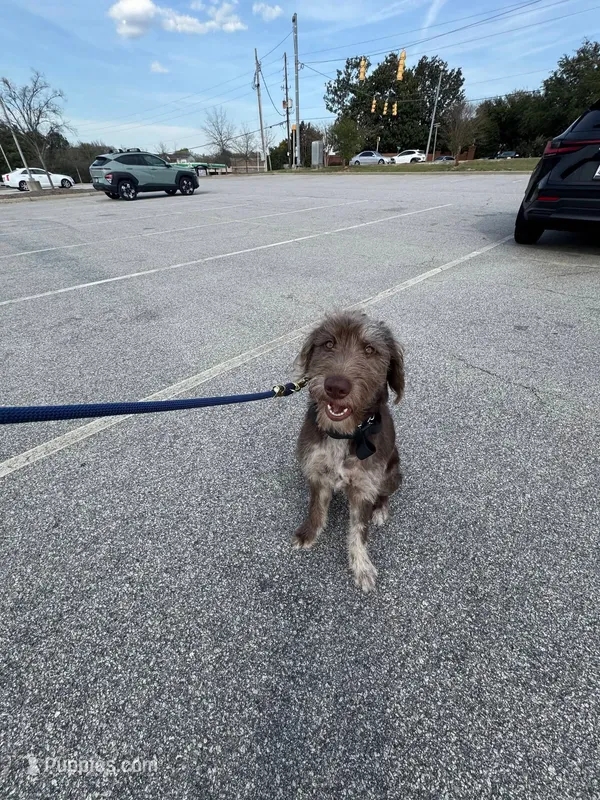 Yogi  – Labradoodle puppy for sale in Lyman, SC