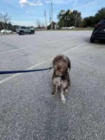 Yogi , a male Labradoodle for sale in Lyman, SC – 1 of 8