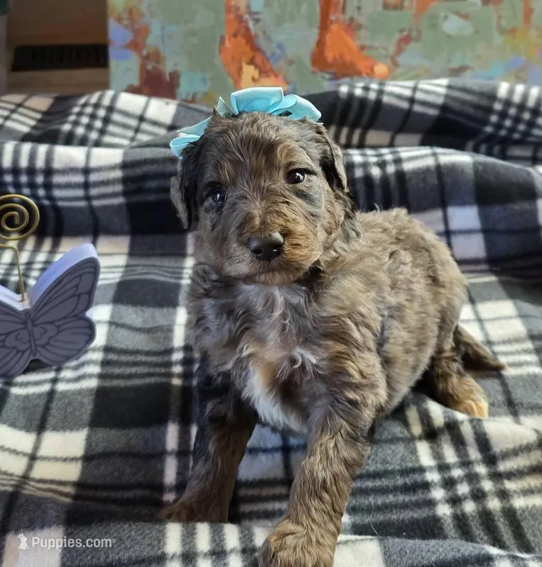 Christina aguilera – Aussiedoodle puppy for sale in Lyman, SC