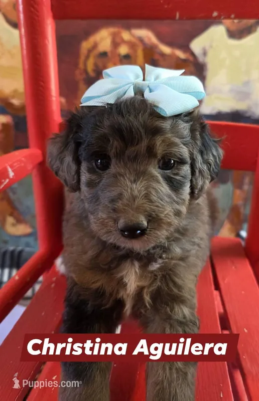 Christina aguilera – Aussiedoodle puppy for sale in Lyman, SC