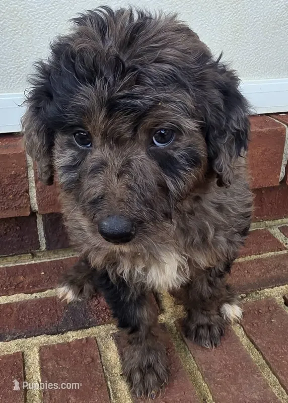 Christina aguilera – Aussiedoodle puppy for sale in Lyman, SC