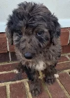 Christina aguilera, a female Aussiedoodle for sale in Lyman, SC – 1 of 4