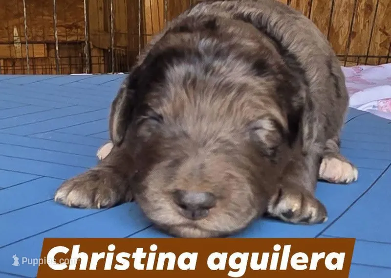 Christina aguilera – Aussiedoodle puppy for sale in Lyman, SC