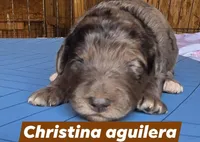 Christina aguilera, a female Aussiedoodle for sale in Lyman, SC – Photo 2 of 2