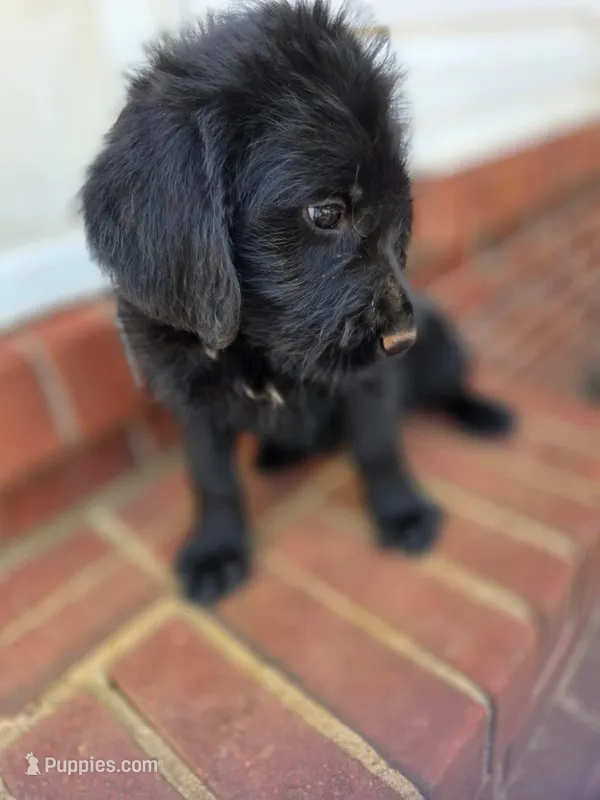 City – Double Doodle puppy for sale in Lyman, SC