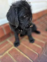 City, a female Double Doodle for sale in Lyman, SC – 1 of 3
