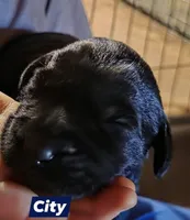 City, a female Double Doodle for sale in Lyman, SC – Photo 2 of 2