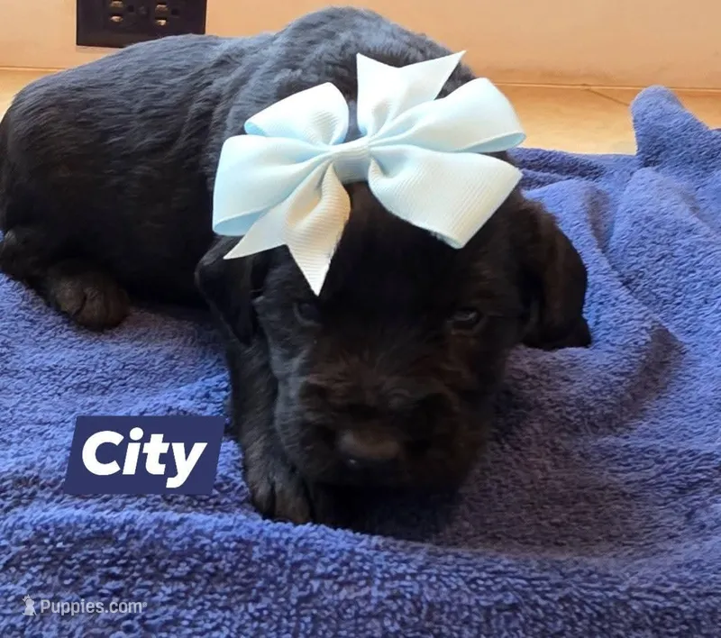 City – Double Doodle puppy for sale in Lyman, SC