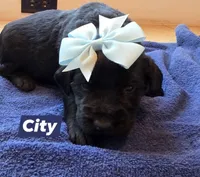 City, a female Double Doodle for sale in Lyman, SC – Photo 1 of 2