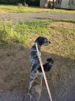 Vera grace , a female Double Doodle for sale in Lyman, SC – 3 of 3