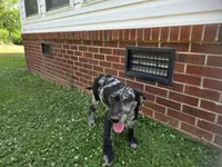 Meteor , a female Double Doodle for sale in Lyman, SC – 2 of 2