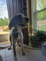 Vera grace , a female Double Doodle for sale in Lyman, SC – 2 of 3