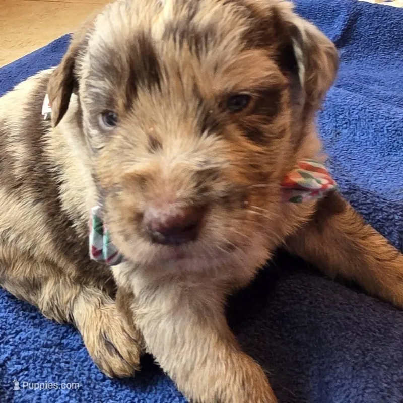 Max – Double Doodle puppy for sale in Lyman, SC