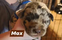 Max, a male Double Doodle for sale in Lyman, SC – Photo 3 of 3