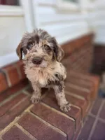 Max, a male Double Doodle for sale in Lyman, SC – Photo 1 of 3