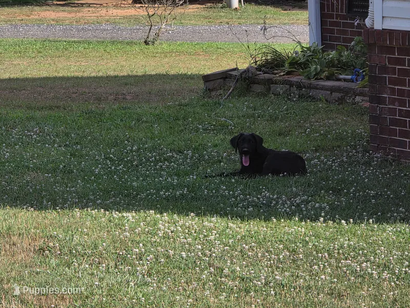 City – Double Doodle puppy for sale in Lyman, SC