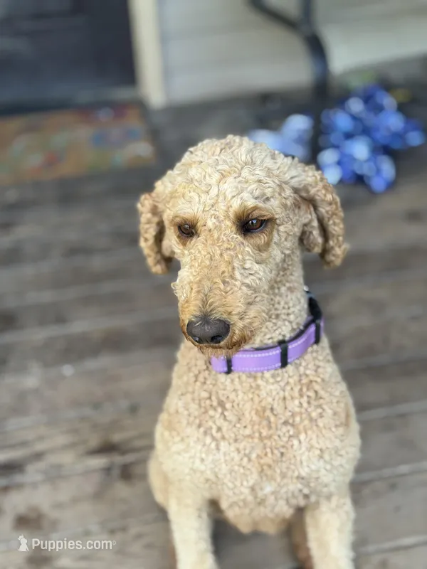 Scarlett  – Poodle - Standard  puppy for sale in Lyman, SC