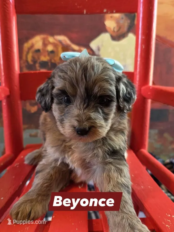 Beyonce  – Aussiedoodle puppy for sale in Lyman, SC