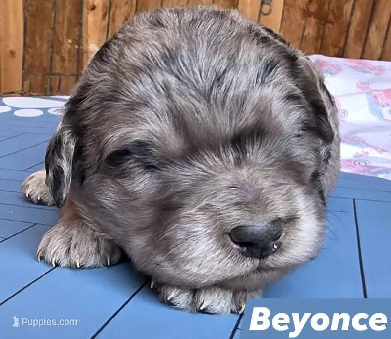 Beyonce  – Aussiedoodle puppy for sale in Lyman, SC