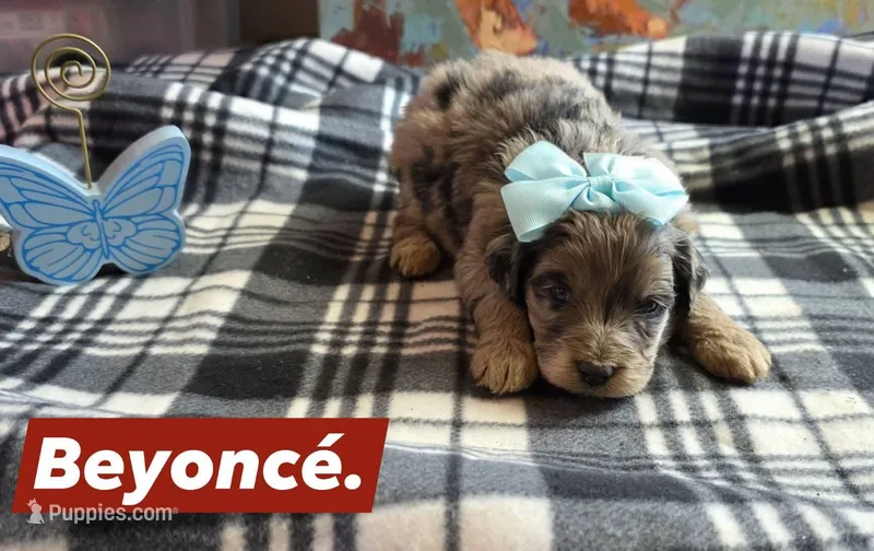 Beyonce  – Aussiedoodle puppy for sale in Lyman, SC