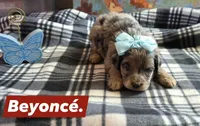 Beyonce , a female Aussiedoodle for sale in Lyman, SC – Photo 1 of 2