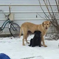 Penelope , a female Labrador Retriever for sale in Lyman, SC – 1 of 1