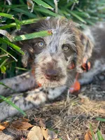 Puppies coming!, a  Aussiedoodle for sale in Lyman, SC – Photo 4 of 8