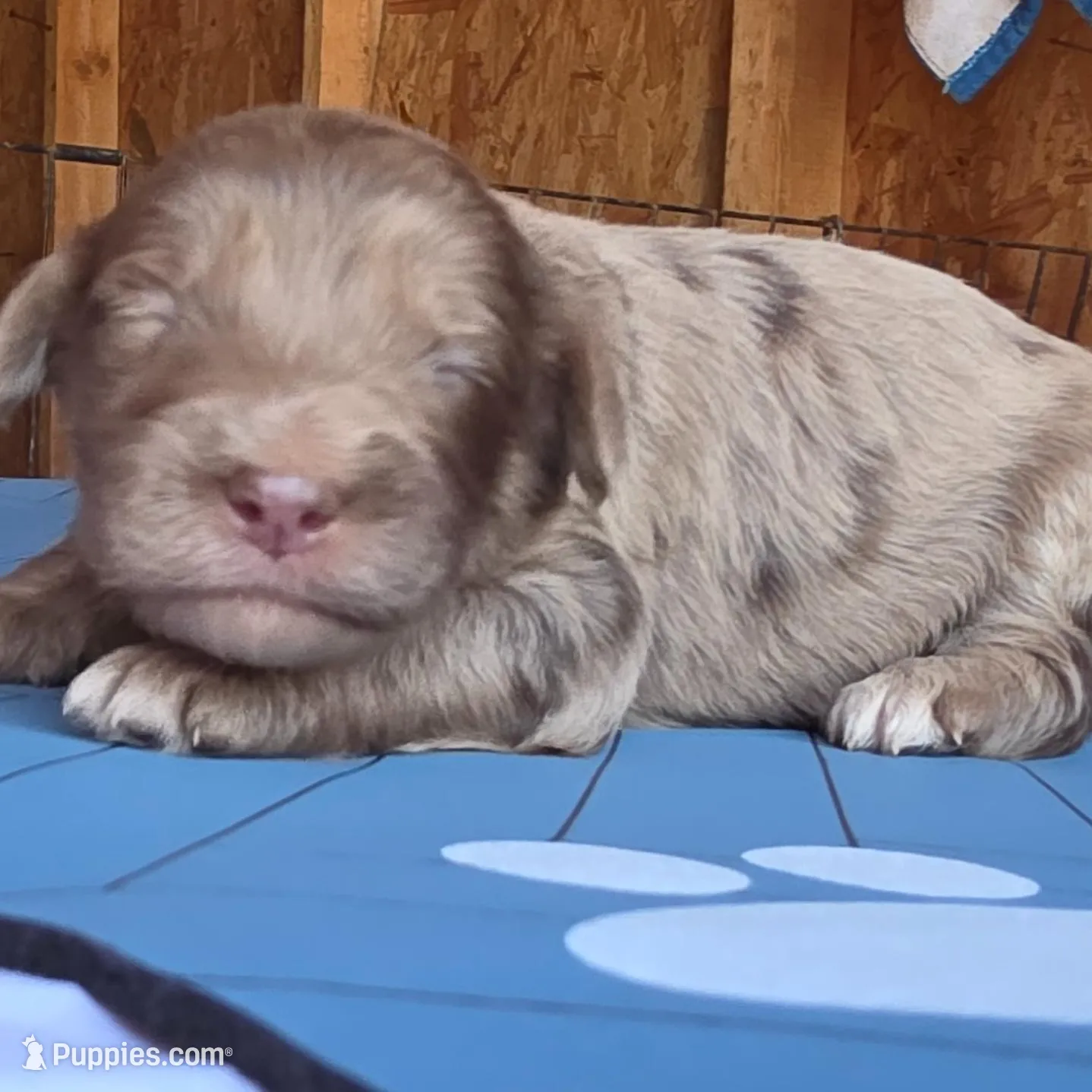 Brittany Spears, a female Aussiedoodle for sale in Lyman, SC – Photo 3 of 3